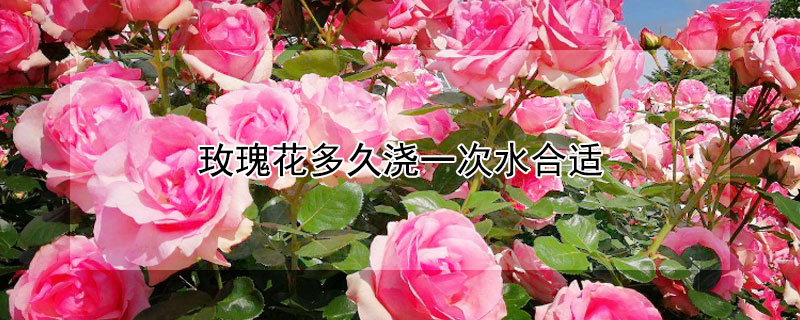 玫瑰花多久浇一次水合适（玫瑰花几天浇一次水合适）