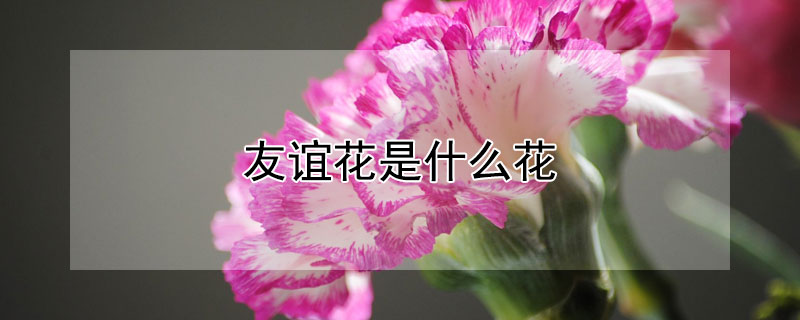 友谊花是什么花（友谊花有哪些）