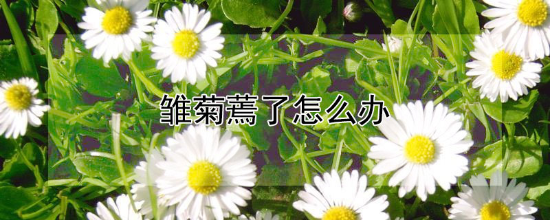 雏菊蔫了怎么办（小雏菊蔫了怎么回事）