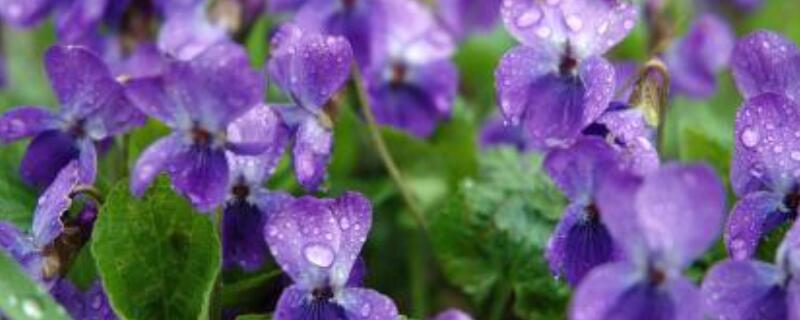 紫罗兰的花语(紫罗兰的花语是什么)