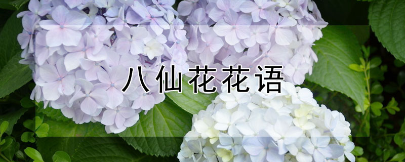 八仙花花语 八仙花花语是什么意思