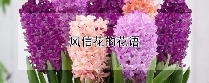风信花的花语（风信花的花语是什么意思）