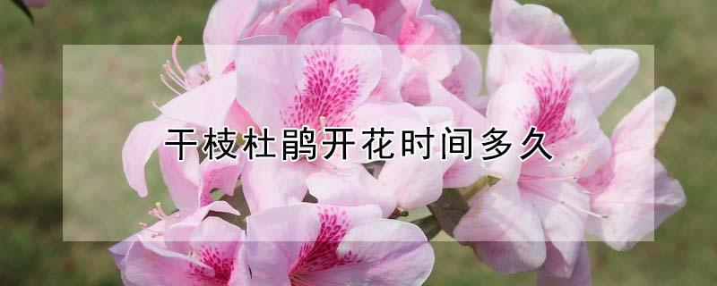 干枝杜鹃开花时间多久 杜鹃花新枝多久开花