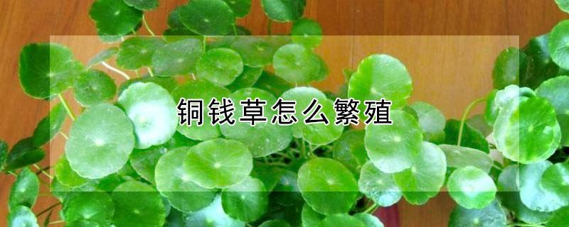铜钱草怎么繁殖（铜钱草怎么繁殖视频）