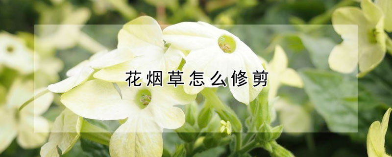 花烟草怎么修剪 花烟草的修剪