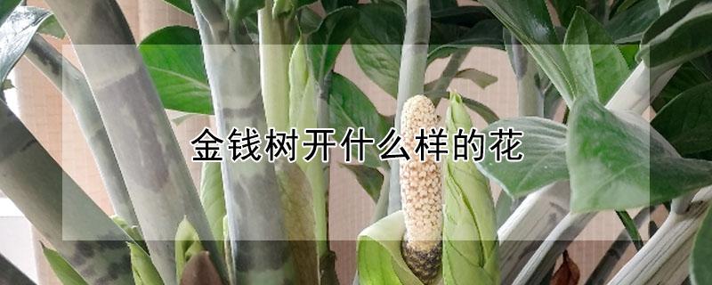 金钱树开什么样的花（金钱树开什么样的花?）