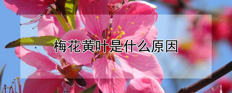 梅花黄叶是什么原因（梅花黄叶病是什么原因造成）