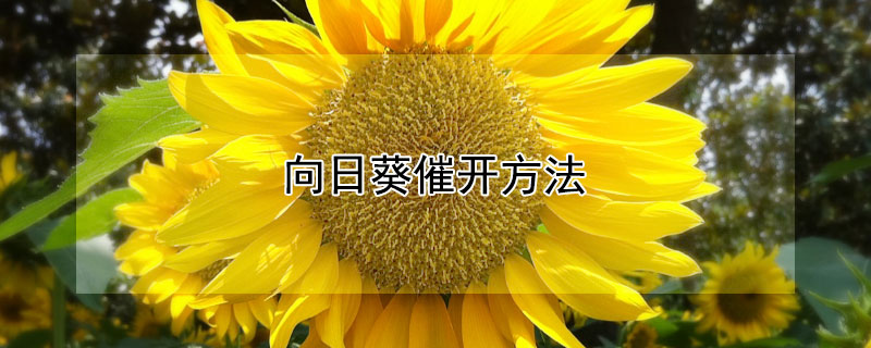 向日葵催开方法 向日葵花怎么催开