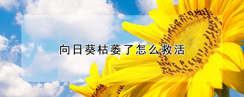 向日葵枯萎了怎么救活 向日葵枯萎了还有救吗