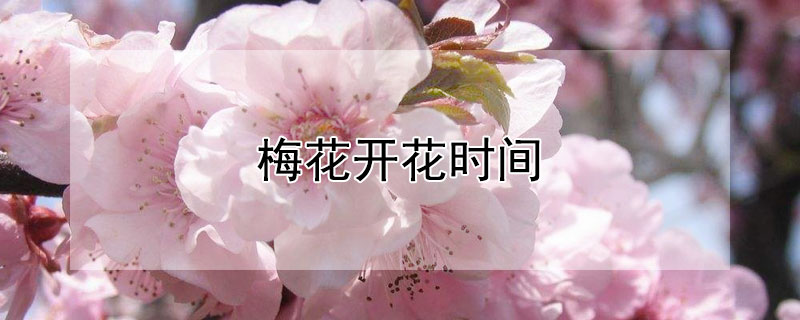 梅花开花时间（梅花开花时间多长）