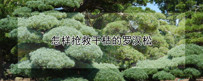 怎样抢救干枯的罗汉松（罗汉松叶子干枯还能救活吗）