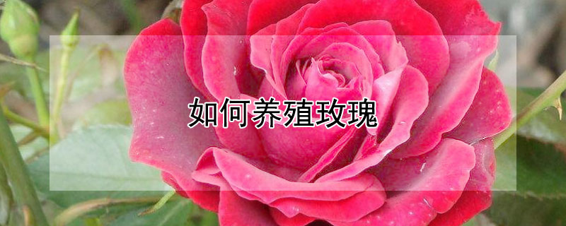 如何养殖玫瑰 如何养殖玫瑰花盆栽