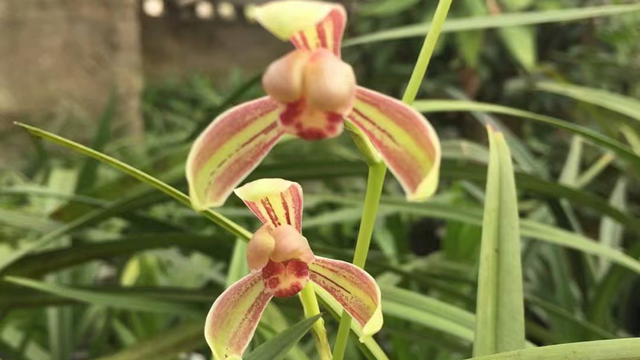 兰花养几年开花 兰花养多长时间开花