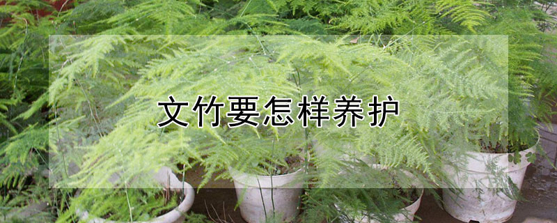 文竹要怎样养护（文竹的养护要点）