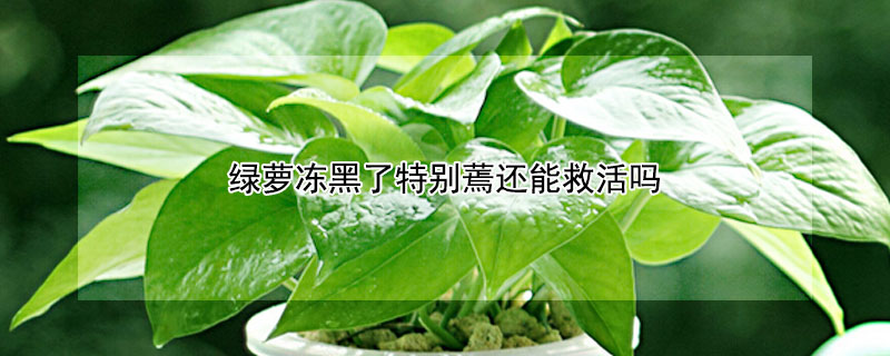 绿萝冻黑了特别蔫还能救活吗 绿萝冻黑了怎么拯救