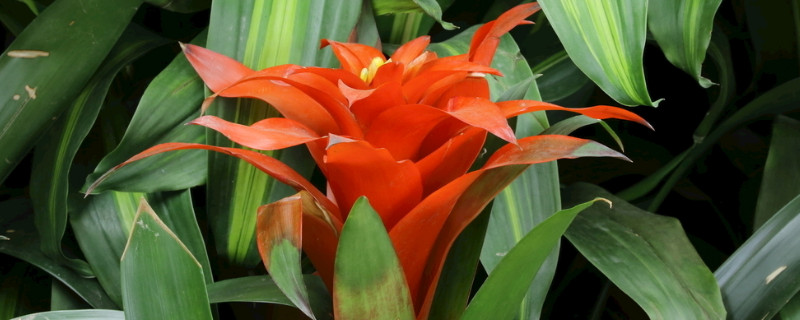 水塔花寓意（水塔花寓意什么）