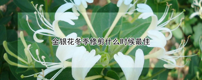 金银花冬季修剪什么时候最佳（金银花什么季节修剪好）