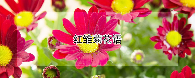 红雏菊花语（紫红色雏菊花语）