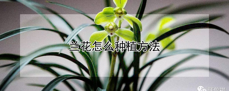 兰花怎么种植方法 兰花的栽培
