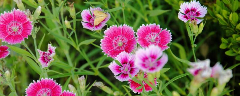 海石竹花语 粉石竹花语