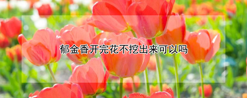 郁金香开完花不挖出来可以吗（郁金香种球不挖出来年还会开花吗）