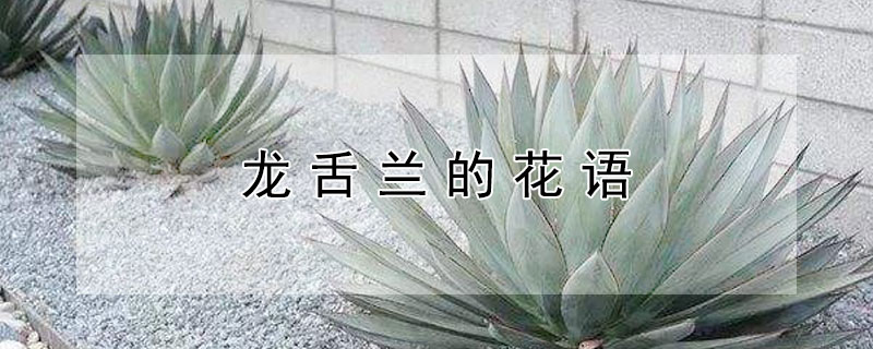 龙舌兰的花语 粉色龙舌兰的花语