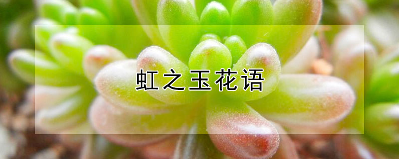 虹之玉花语（虹之玉的寓意）