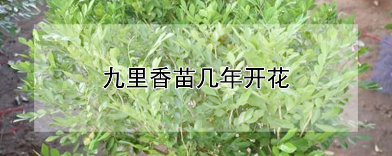 九里香苗几年开花（九里香花苗几年能开花）