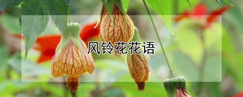 风铃花花语 郁金香花语