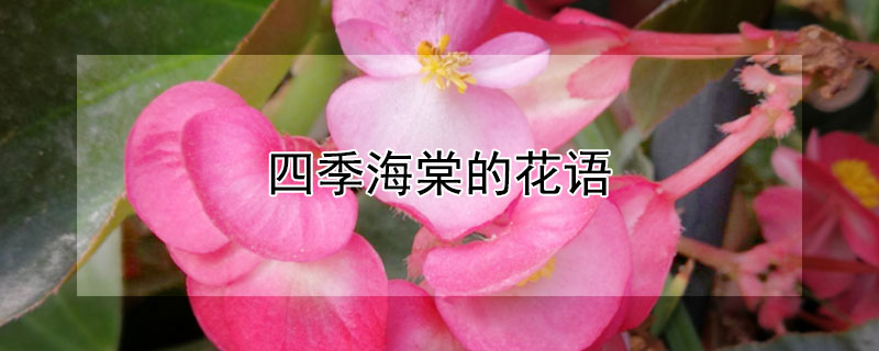 四季海棠的花语 四季海棠花语最吉祥的花