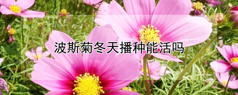 波斯菊冬天播种能活吗 春天可以种波斯菊吗