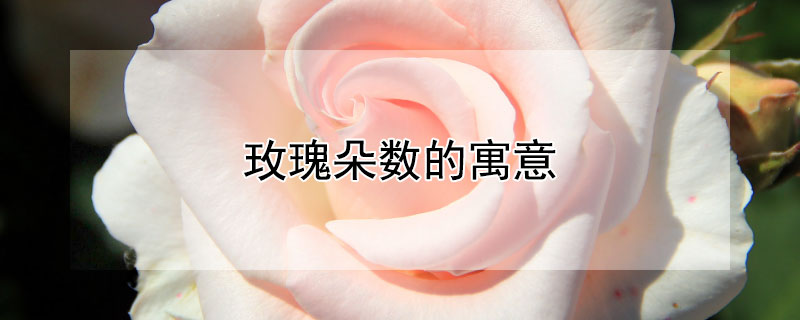 玫瑰朵数的寓意（不同玫瑰朵数的寓意）