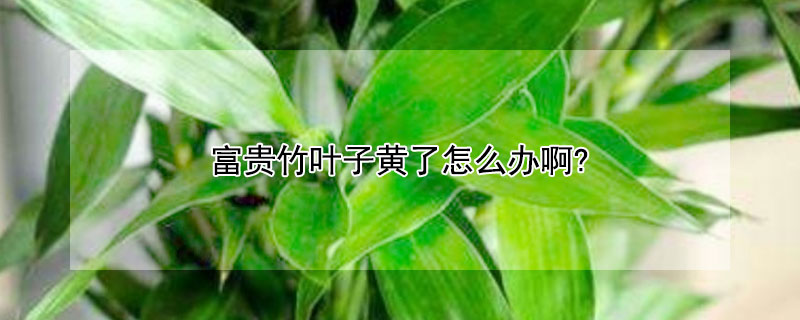 富贵竹叶子黄了怎么办啊?(富贵竹叶子黄了怎么回事啊)