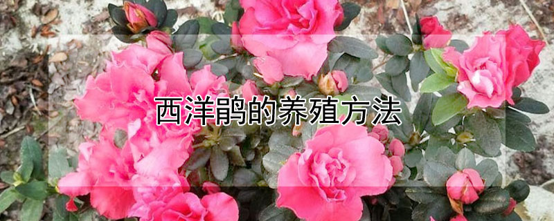 西洋鹃的养殖方法(盆栽西洋鹃的养殖方法)
