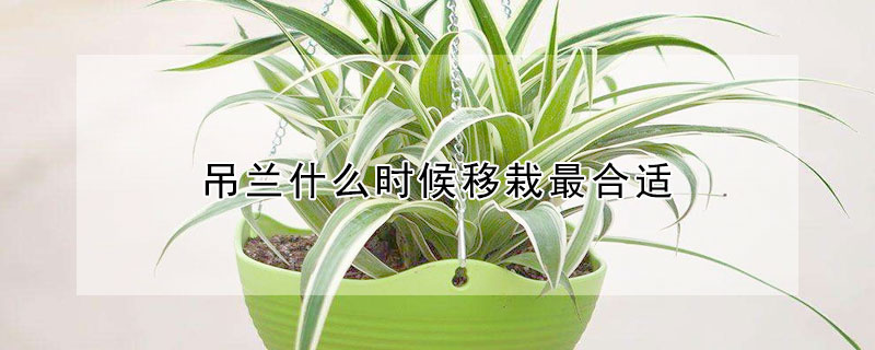 吊兰什么时候移栽最合适 吊兰适合什么时候种植