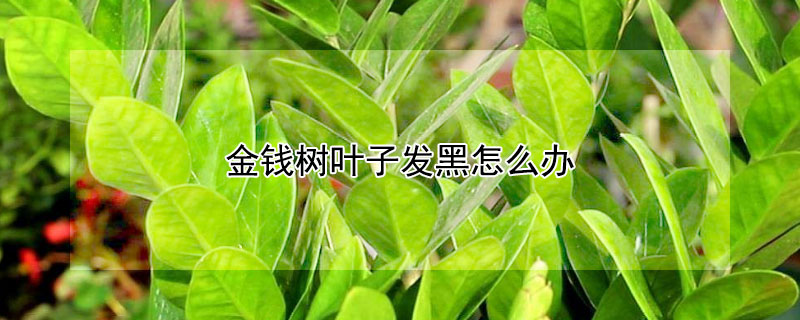 金钱树叶子发黑怎么办（金钱树叶子发黄发黑怎么处理怎么补救）
