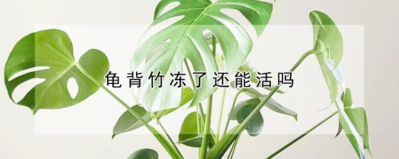 龟背竹冻了还能活吗（龟背竹冻了怎么办）