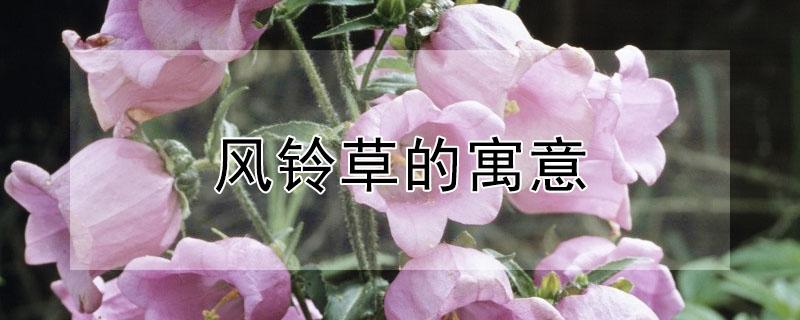 风铃草的寓意 风铃草的寓意是什么