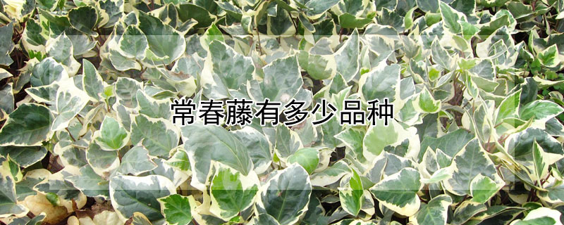 常春藤有多少品种 常春藤品种及图片大全