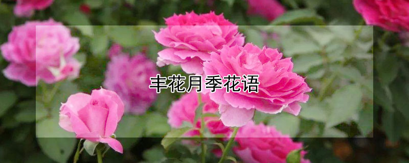 丰花月季花语 丰花月季花语是什么