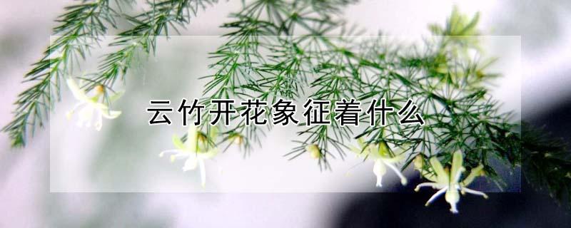 云竹开花象征着什么（云竹图案的寓意是什么）