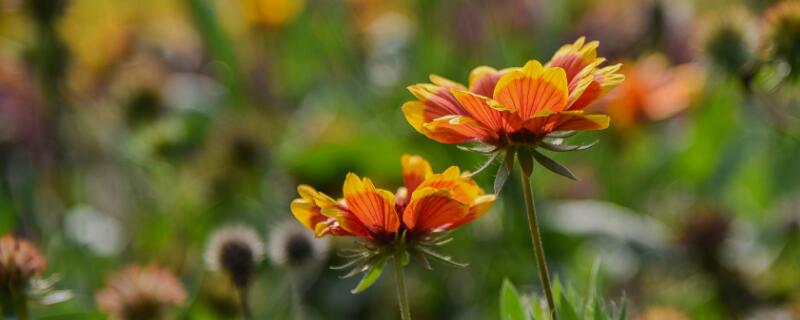 天人菊花语（天人菊花语香吗）