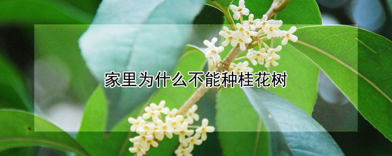 家里为什么不能种桂花树 家里为什么不能种桂花树?