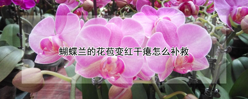 蝴蝶兰的花苞变红干瘪怎么补救(蝴蝶兰花苞瘪了)
