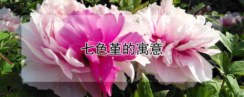 七色堇的寓意（七色堇是什么意思）