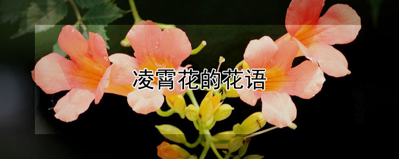 凌霄花的花语 凌霄花的花语是什么