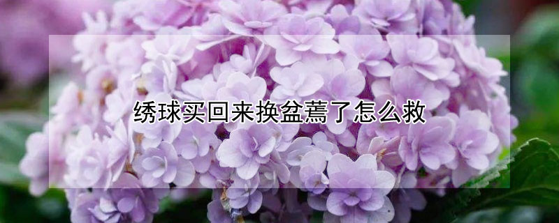 绣球买回来换盆蔫了怎么救（为什么绣球花买回来上盆后蔫了）