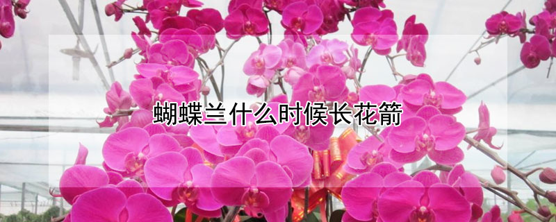 蝴蝶兰什么时候长花箭（蝴蝶兰怎么能长出花箭）
