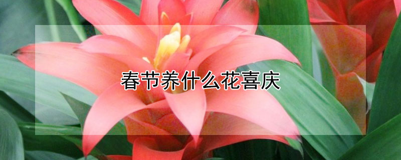 春节养什么花喜庆 春节期间养什么花