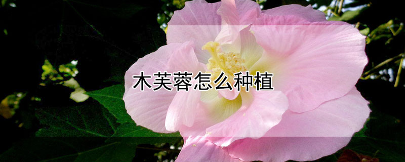 木芙蓉怎么种植(木芙蓉移栽的方法)